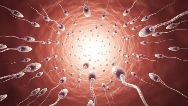Sperm Donor