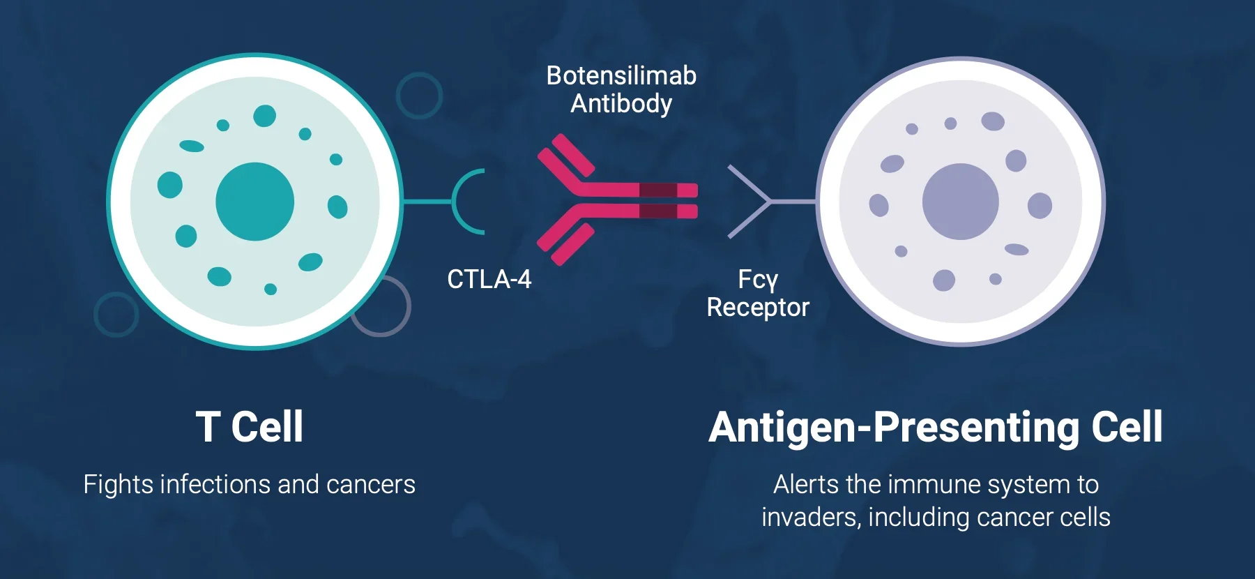 Botensilimab/Balstilimab