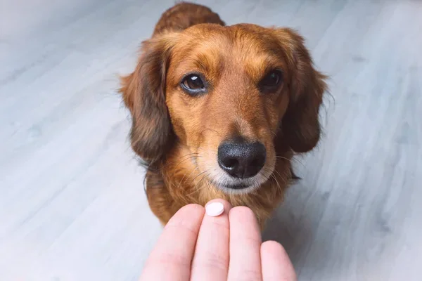 Dog Lymphoma Treatment