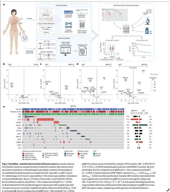 BRCA2-Driven Breast Cancer
