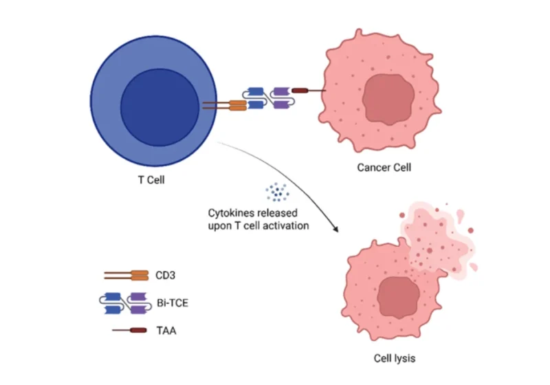 Bi-Specific T Cell