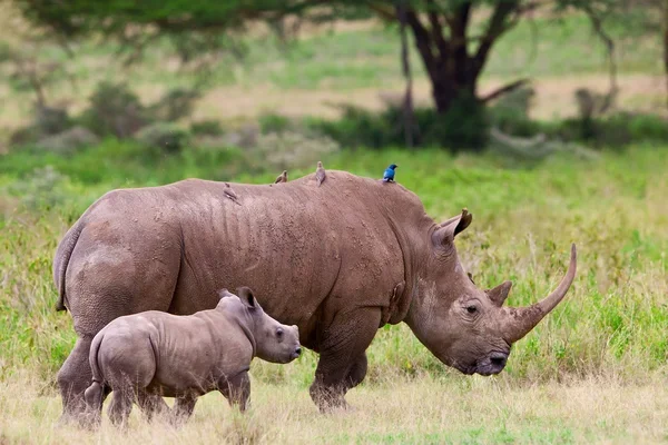 rhino horn