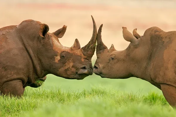 rhino horn