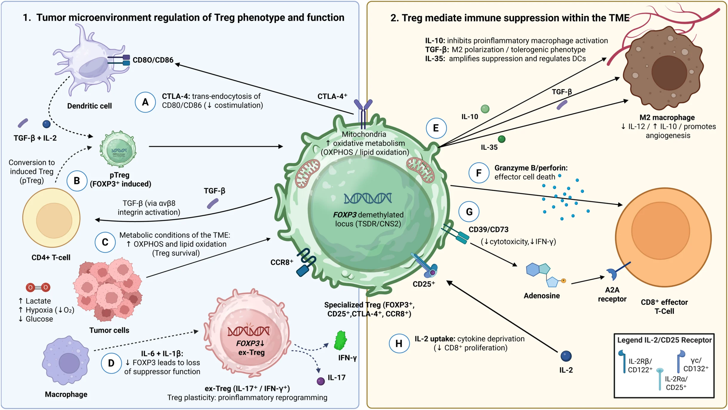 DRUN trial